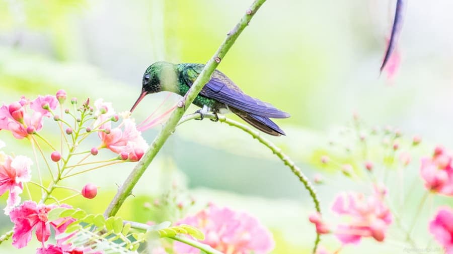 Copper-rumped hummingbird